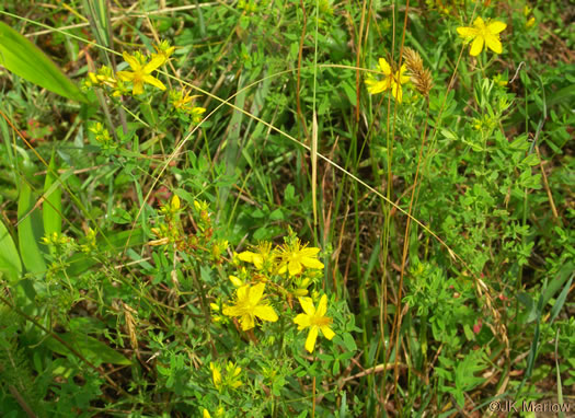 image of Hypericum perforatum ssp. perforatum, European St. Johnswort, Klamath-weed