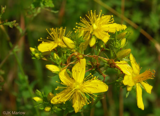 image of Hypericum perforatum ssp. perforatum, European St. Johnswort, Klamath-weed