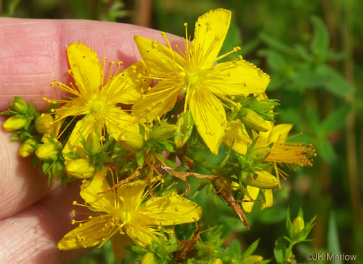 image of Hypericum perforatum ssp. perforatum, European St. Johnswort, Klamath-weed