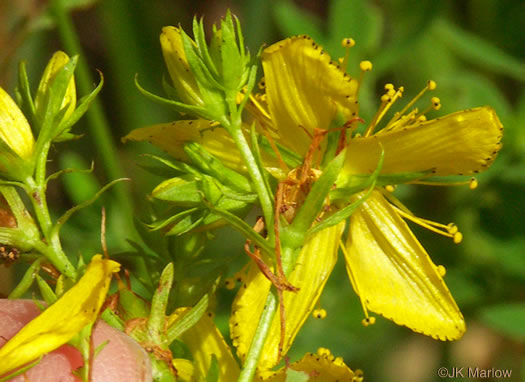 image of Hypericum perforatum ssp. perforatum, European St. Johnswort, Klamath-weed