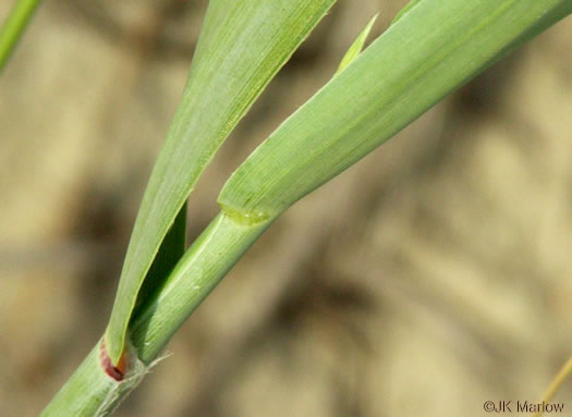 image of Panicum amarum var. amarum, Seaside Panicum, Bitter Seabeach Grass, Bitter Panicgrass, Bitter Seaside Panic-grass
