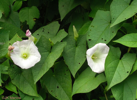 image of Convolvulus appalachianus, Appalachian Bindweed