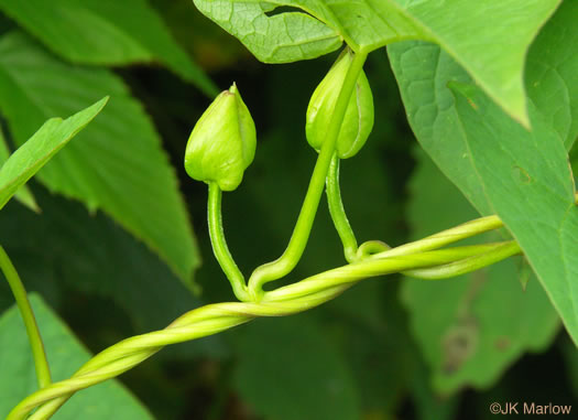 image of Convolvulus appalachianus, Appalachian Bindweed