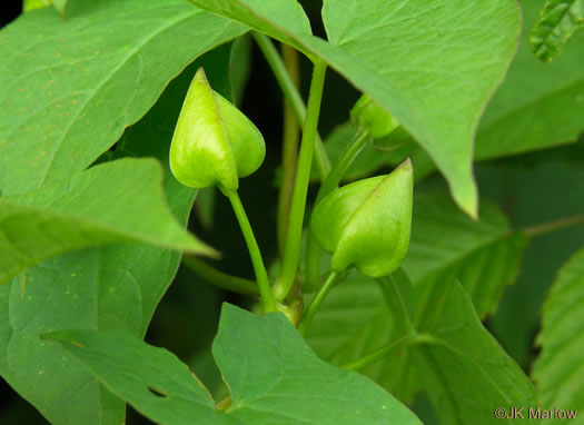 image of Convolvulus appalachianus, Appalachian Bindweed