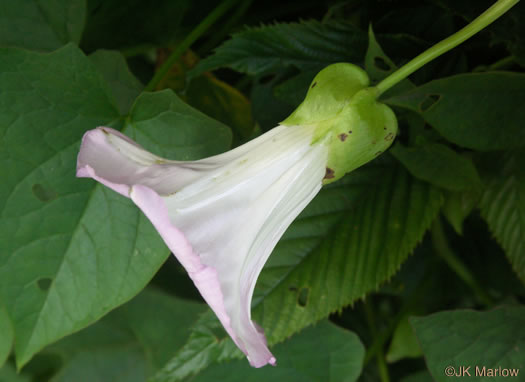 Convolvulus appalachianus, Appalachian Bindweed