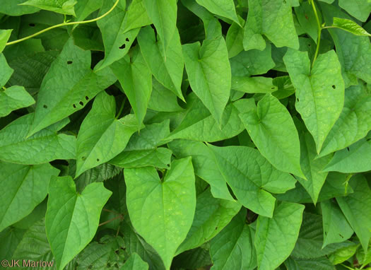 image of Convolvulus appalachianus, Appalachian Bindweed