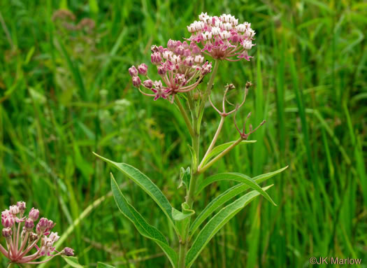 image of Asclepias incarnata ssp. pulchra, Eastern Swamp Milkweed