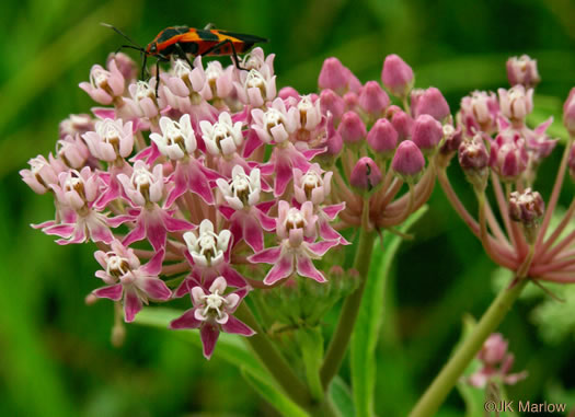 image of Asclepias incarnata ssp. pulchra, Eastern Swamp Milkweed