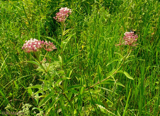 image of Asclepias incarnata ssp. pulchra, Eastern Swamp Milkweed