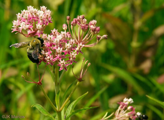 image of Asclepias incarnata ssp. pulchra, Eastern Swamp Milkweed