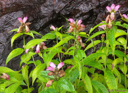 image of Chelone obliqua, Purple Turtlehead, Pink Turtlehead