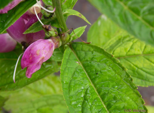 image of Chelone obliqua, Purple Turtlehead, Pink Turtlehead