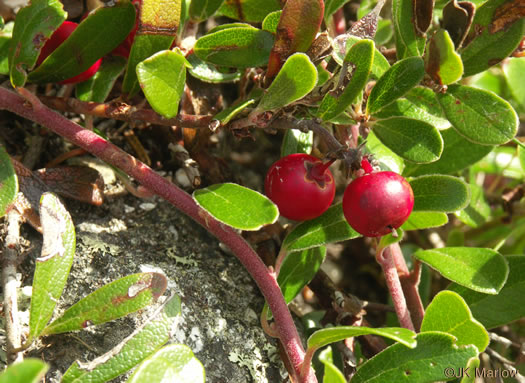 image of Arctostaphylos uva-ursi, Bearberry, Kinnikinick