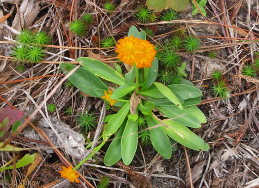 image of Senega lutea, Orange Milkwort, Red-hot-poker, Candyroot, Yellow Bachelor's-buttons