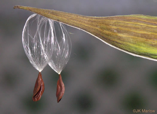 image of Asclepias incarnata ssp. pulchra, Eastern Swamp Milkweed