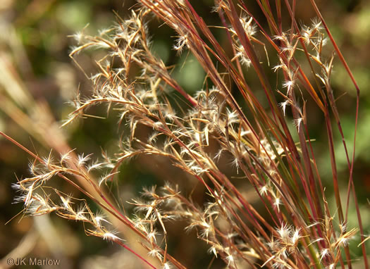 image of Schizachyrium scoparium, Common Little Bluestem