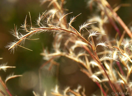 image of Schizachyrium scoparium, Common Little Bluestem