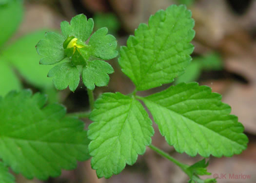 image of Potentilla indica, Indian Strawberry, Mock Strawberry, Snakeberry