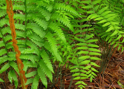 image of Osmundastrum cinnamomeum ssp. cinnamomeum, Cinnamon Fern