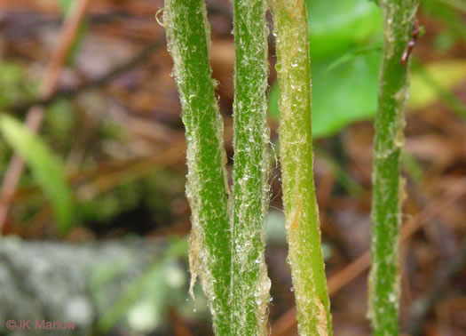 image of Osmundastrum cinnamomeum ssp. cinnamomeum, Cinnamon Fern