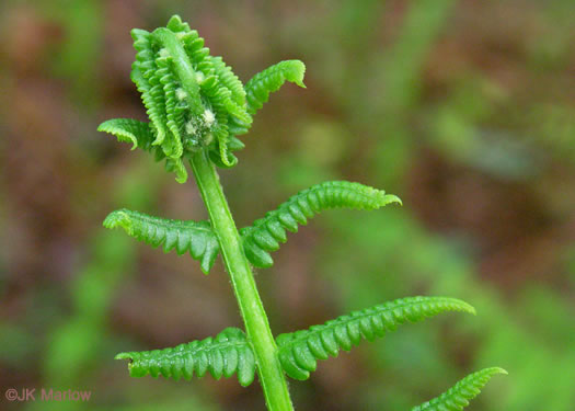 image of Osmundastrum cinnamomeum ssp. cinnamomeum, Cinnamon Fern
