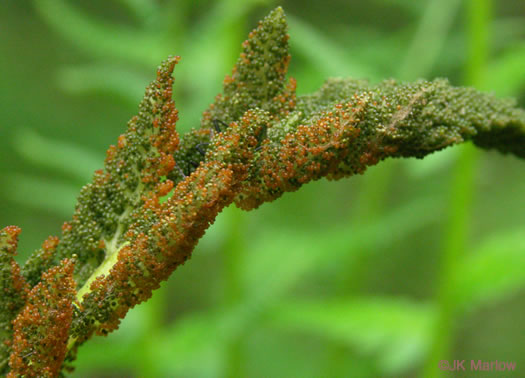 image of Osmundastrum cinnamomeum ssp. cinnamomeum, Cinnamon Fern