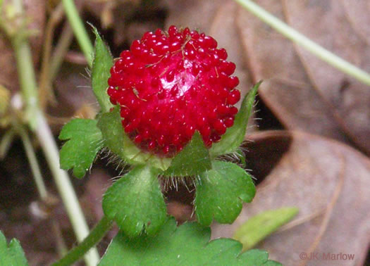 image of Potentilla indica, Indian Strawberry, Mock Strawberry, Snakeberry