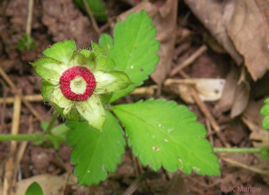 image of Potentilla indica, Indian Strawberry, Mock Strawberry, Snakeberry