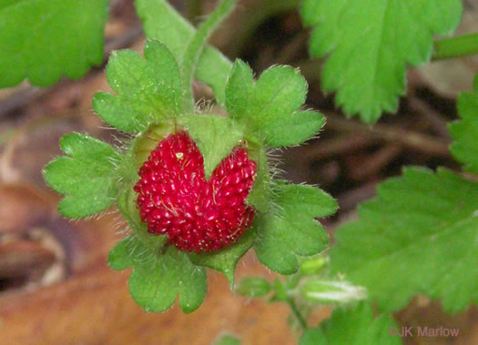 image of Potentilla indica, Indian Strawberry, Mock Strawberry, Snakeberry