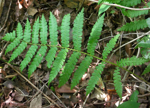 image of Osmundastrum cinnamomeum ssp. cinnamomeum, Cinnamon Fern