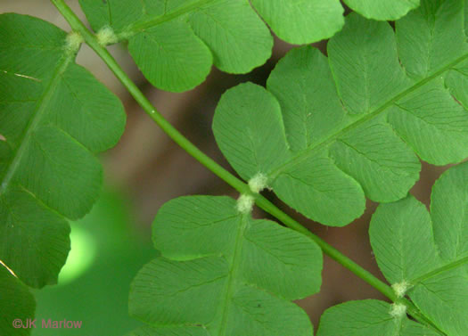 Osmundastrum cinnamomeum ssp. cinnamomeum, Cinnamon Fern