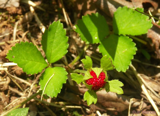 image of Potentilla indica, Indian Strawberry, Mock Strawberry, Snakeberry