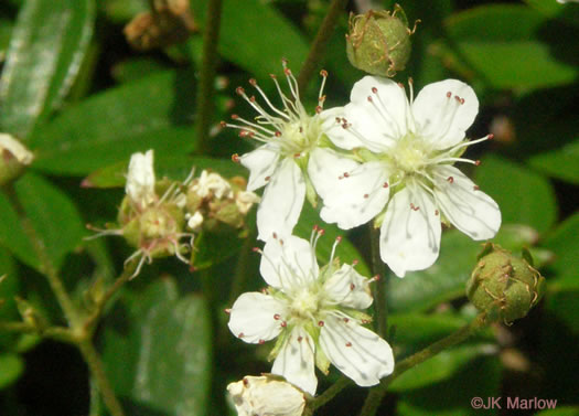 image of Sibbaldia tridentata, Wineleaf Cinqefoil, Mountain Cinqefoil, Three-toothed Cinqefoil, Mountain White Potentilla