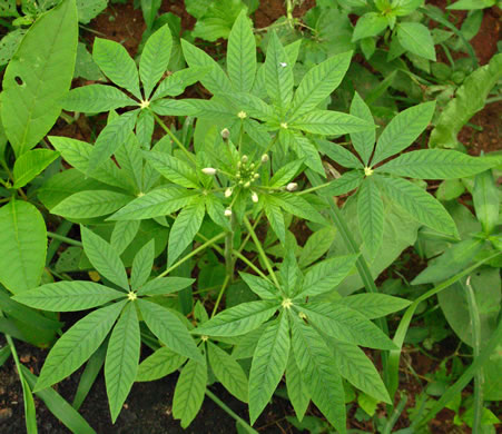 image of Tarenaya houtteana, Cleome, Spiderflower, Pinkqueen