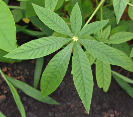 image of Tarenaya houtteana, Cleome, Spiderflower, Pinkqueen