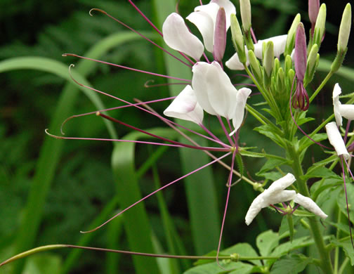 image of Tarenaya houtteana, Cleome, Spiderflower, Pinkqueen