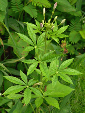 image of Tarenaya houtteana, Cleome, Spiderflower, Pinkqueen