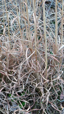 image of Anatherum virginicum var. virginicum, Broomsedge, Broomsedge Bluestem, Old-field Broomstraw, "Sedge Grass"