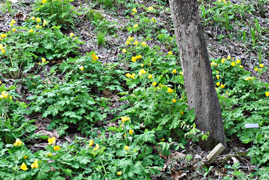 image of Chelidonium diphyllum, Celandine-poppy, Woods-poppy