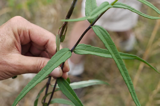 image of Helianthus smithiorum, Smith's Sunflower