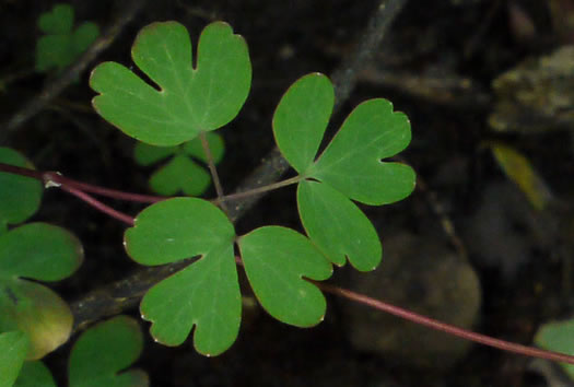 Isopyrum biternatum, False Rue-anemone, Isopyrum