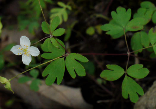 Isopyrum biternatum, False Rue-anemone, Isopyrum