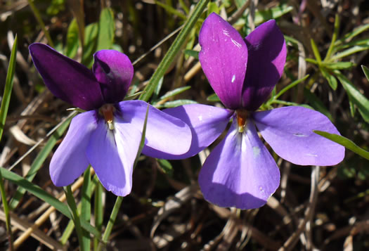 image of Viola pedata ssp. pedata, Common Birdsfoot Violet