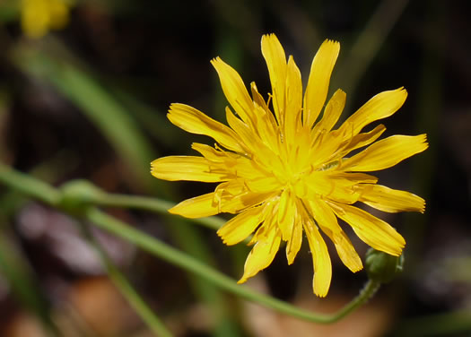 Krigia biflora var. biflora, Orange Dwarf-dandelion, Two-flower Dwarf-dandelion, Two-flower Cynthia, Twin-flowered Cynthia