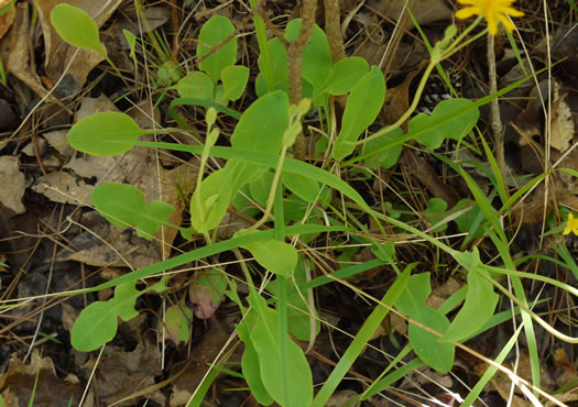 image of Krigia biflora var. biflora, Orange Dwarf-dandelion, Two-flower Dwarf-dandelion, Two-flower Cynthia, Twin-flowered Cynthia