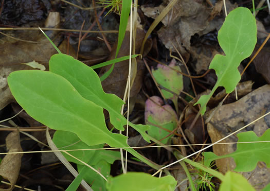 image of Krigia biflora var. biflora, Orange Dwarf-dandelion, Two-flower Dwarf-dandelion, Two-flower Cynthia, Twin-flowered Cynthia