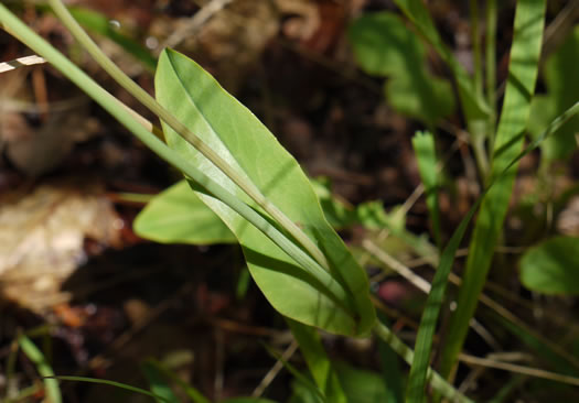 image of Krigia biflora var. biflora, Orange Dwarf-dandelion, Two-flower Dwarf-dandelion, Two-flower Cynthia, Twin-flowered Cynthia
