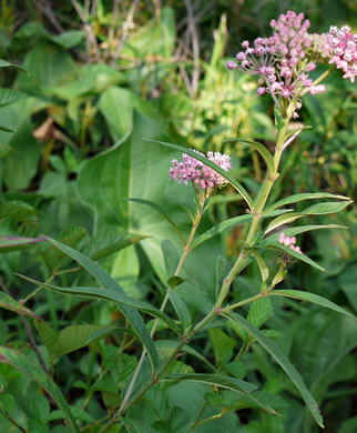 image of Asclepias incarnata ssp. pulchra, Eastern Swamp Milkweed