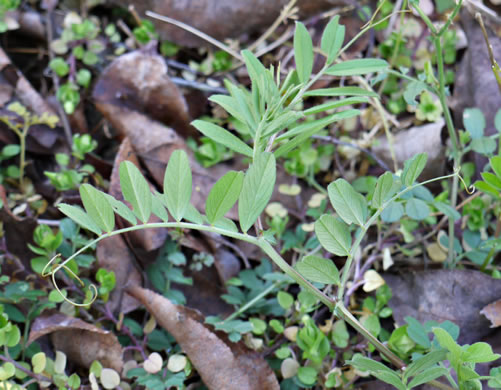image of Vicia sativa var. angustifolia, Narrowleaf Vetch, Garden Vetch