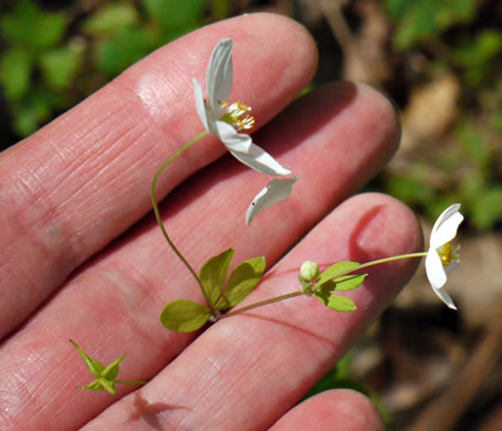 image of Isopyrum biternatum, False Rue-anemone, Isopyrum